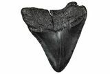 Fossil Megalodon Tooth - South Carolina #356856-1